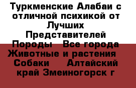 Туркменские Алабаи с отличной психикой от Лучших Представителей Породы - Все города Животные и растения » Собаки   . Алтайский край,Змеиногорск г.